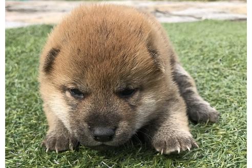 成約済の長崎県の柴犬-49129の4枚目