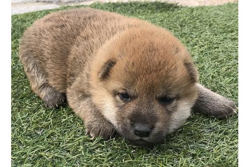 成約済の長崎県の柴犬-49129の5枚目
