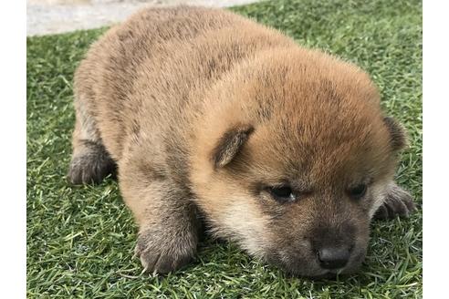 成約済の長崎県の柴犬-49129の2枚目