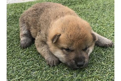 成約済の長崎県の柴犬-49129の3枚目