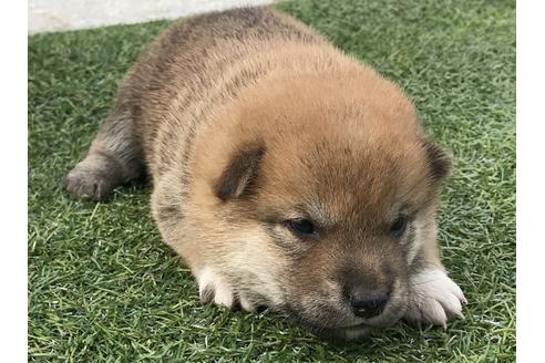 成約済の長崎県の柴犬-49130の3枚目