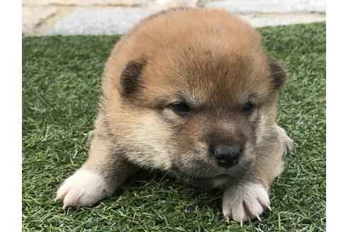 成約済の長崎県の柴犬-49130の4枚目