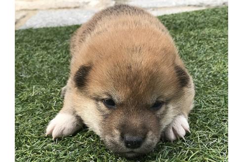 成約済の長崎県の柴犬-49130の1枚目