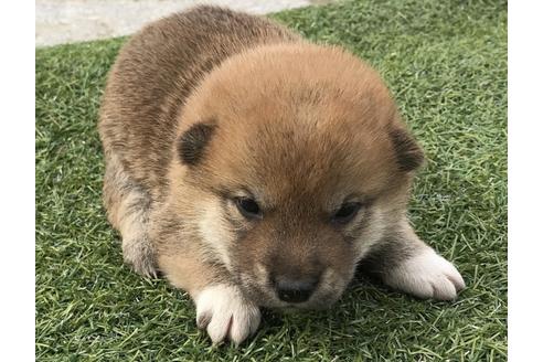 成約済の長崎県の柴犬-49130の2枚目