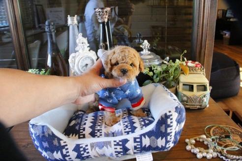 成約済の埼玉県のトイプードル-49164の4枚目