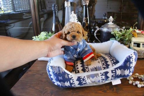 成約済の埼玉県のトイプードル-49164の1枚目