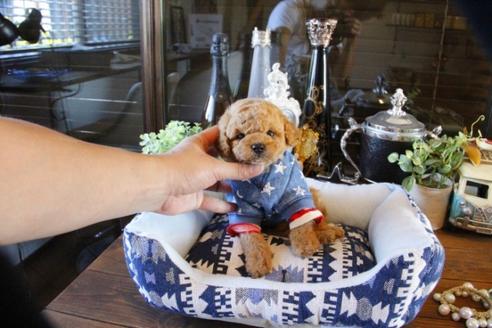 成約済の埼玉県のトイプードル-49164の3枚目