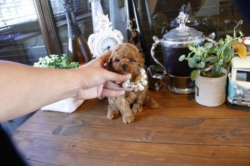 成約済の埼玉県のトイプードル-49165の5枚目