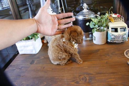 成約済の埼玉県のトイプードル-49165の3枚目