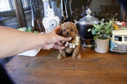 成約済の埼玉県のトイプードル-49165の4枚目