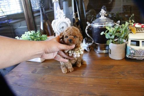 成約済の埼玉県のトイプードル-49165の1枚目