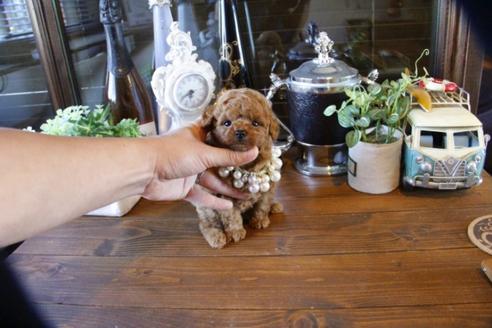 成約済の埼玉県のトイプードル-49165の2枚目