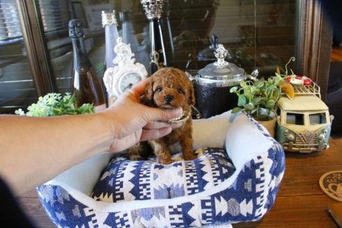 成約済の埼玉県のトイプードル-49166の3枚目