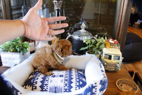 成約済の埼玉県のトイプードル-49166の4枚目