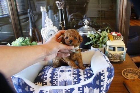 成約済の埼玉県のトイプードル-49166の1枚目