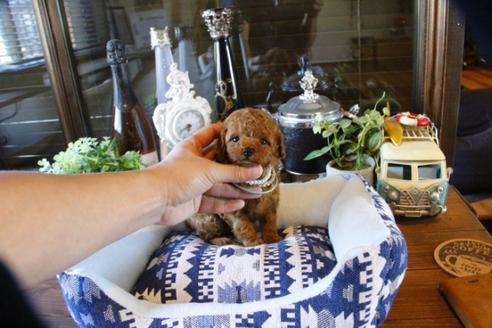 成約済の埼玉県のトイプードル-49166の2枚目