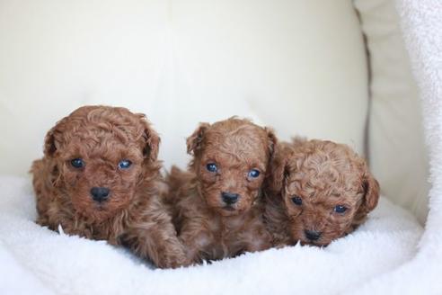 成約済の滋賀県のトイプードル-49177の5枚目