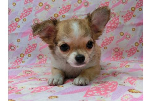 成約済の千葉県のチワワ(ロングコート)-47201の4枚目