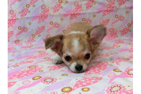 成約済の千葉県のチワワ(ロングコート)-47201の5枚目