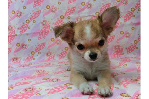 成約済の千葉県のチワワ(ロングコート)-47201の2枚目