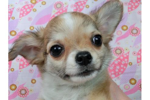 成約済の千葉県のチワワ(ロングコート)-47201の3枚目