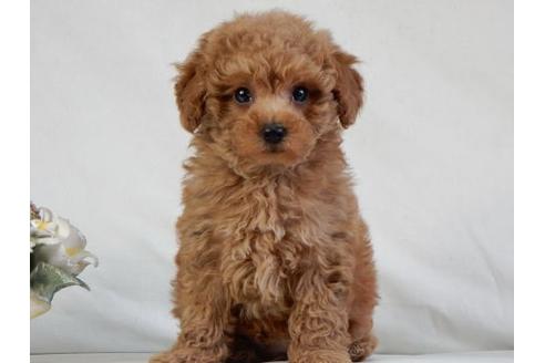 成約済の北海道のトイプードル-49244の1枚目