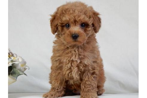 成約済の北海道のトイプードル-49244の2枚目