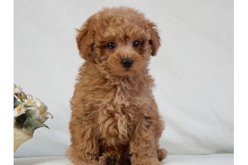 成約済の北海道のトイプードル-49244の3枚目