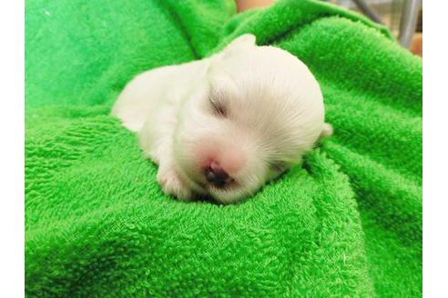 成約済の福岡県のマルチーズ-49257の1枚目