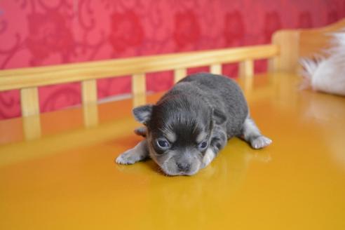 成約済の千葉県のチワワ(ロングコート)-48637の3枚目