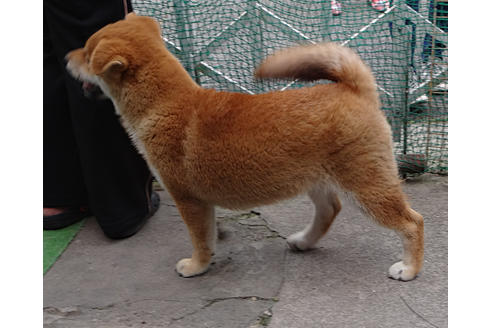 成約済の奈良県の柴犬-48155の1枚目
