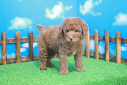 成約済の滋賀県のトイプードル-48137の2枚目