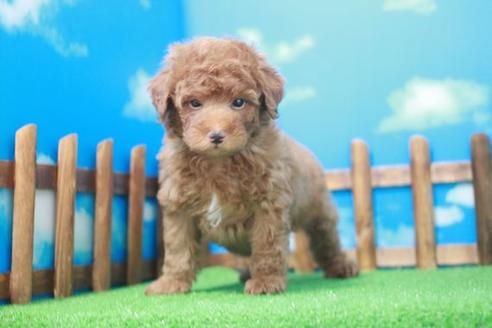 成約済の滋賀県のトイプードル-48137の1枚目