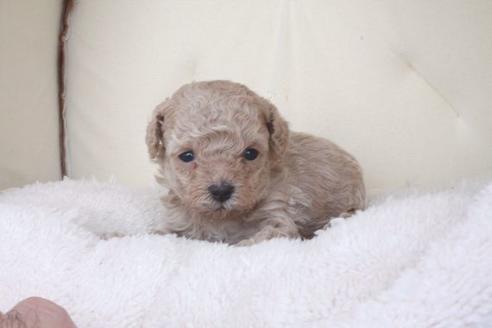 成約済の滋賀県のトイプードル-47200の2枚目