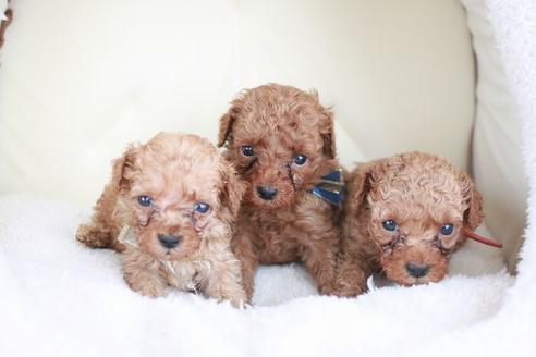 成約済の滋賀県のトイプードル-48787の5枚目