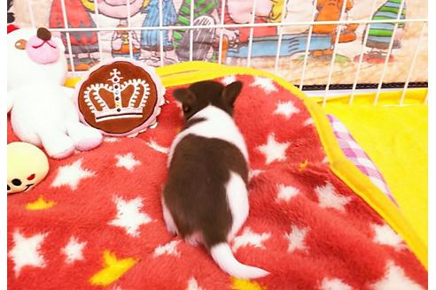 成約済の秋田県のチワワ(スムースコート)-49292の2枚目