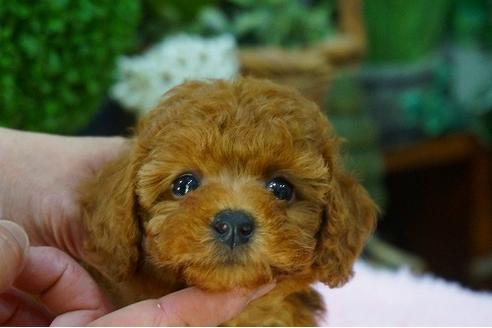 成約済の京都府のトイプードル-49297の3枚目