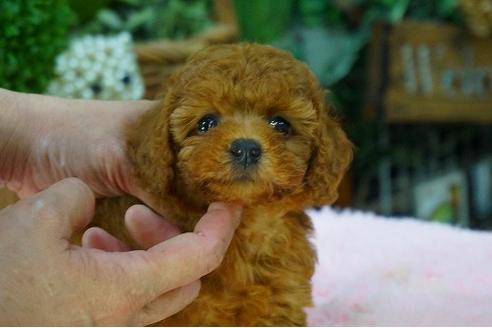 成約済の京都府のトイプードル-49297の2枚目