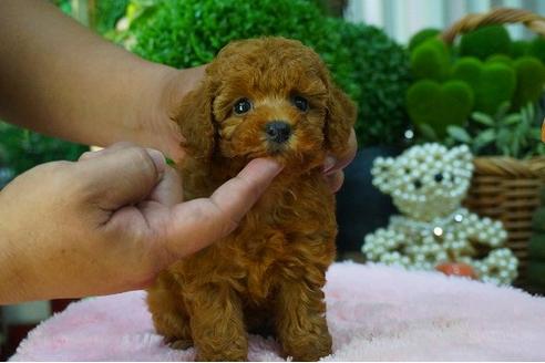 成約済の京都府のトイプードル-49297の1枚目