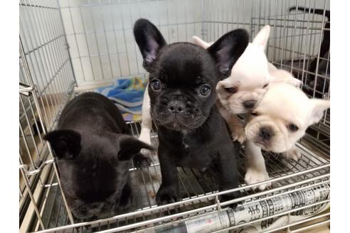 成約済の愛知県のフレンチブルドッグ-48946の4枚目
