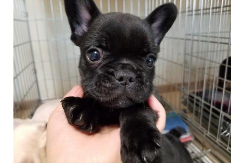 成約済の愛知県のフレンチブルドッグ-48946の3枚目