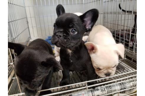 成約済の愛知県のフレンチブルドッグ-48946の2枚目