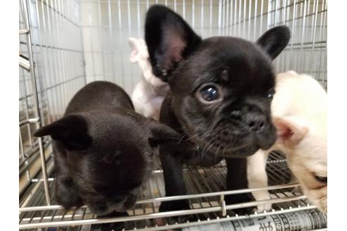 成約済の愛知県のフレンチブルドッグ-48946の1枚目