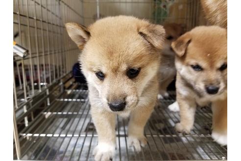 成約済の愛知県の柴犬-48941の2枚目