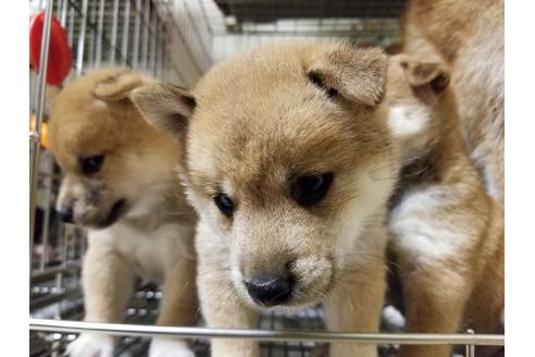 成約済の愛知県の柴犬-48941の1枚目
