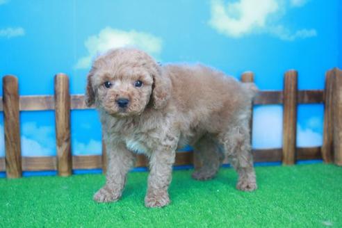 成約済の滋賀県のトイプードル-48777の4枚目