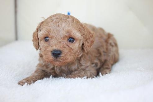 成約済の滋賀県のトイプードル-48777の1枚目