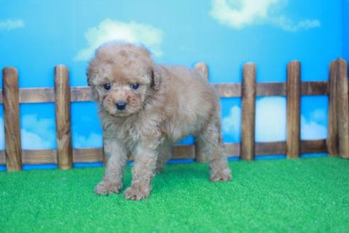 成約済の滋賀県のトイプードル-48778の4枚目