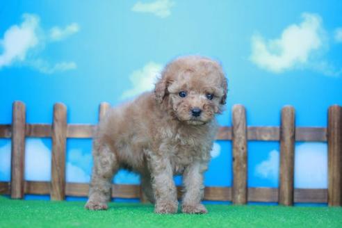 成約済の滋賀県のトイプードル-48778の3枚目