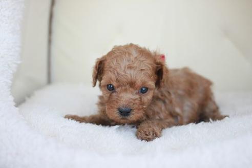 成約済の滋賀県のトイプードル-48778の2枚目